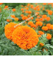 Marigold Orange Iris F1 IHS-786 1000 Seeds